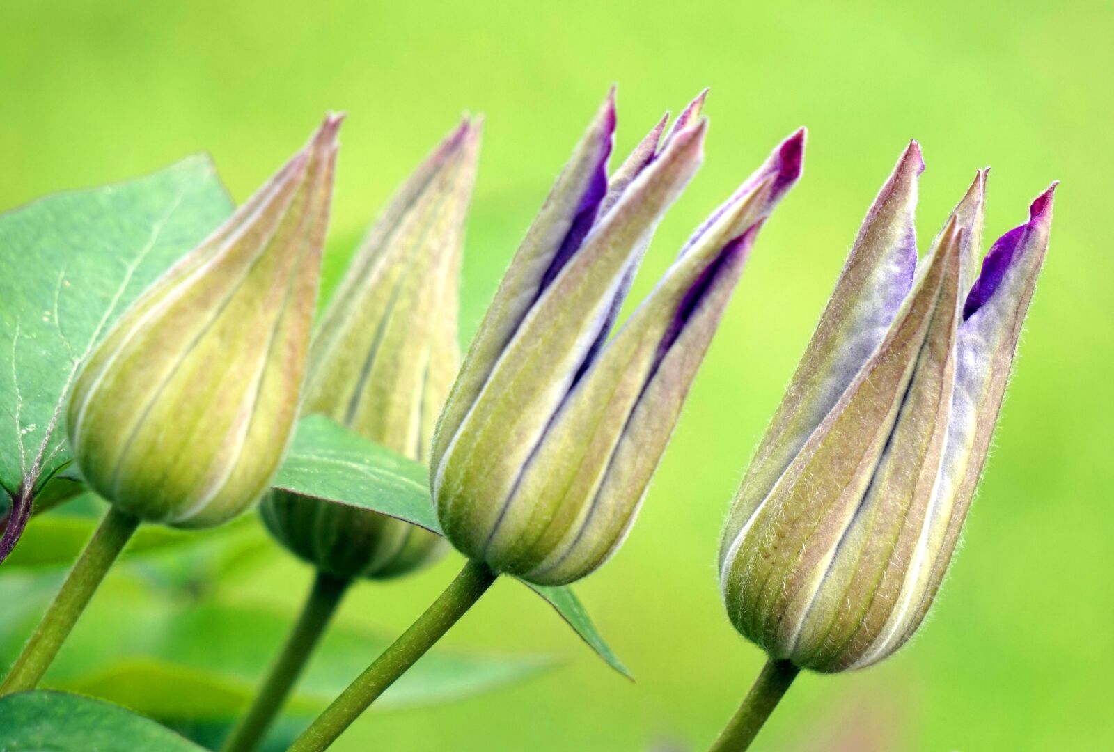 Sony Alpha a5000 (ILCE 5000) + Sony E 55-210mm F4.5-6.3 OSS sample photo. Clematis, bud, blossom photography