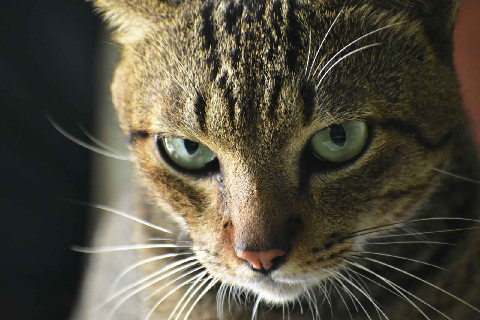 Nikon D3400 sample photo. Cat, eyes, whiskers photography