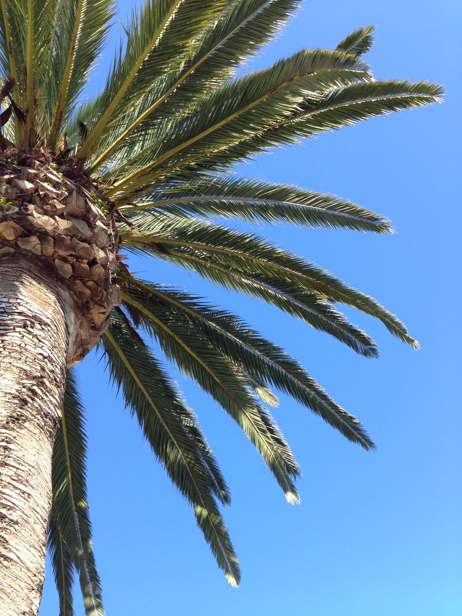 Apple iPhone 5 sample photo. Palm tree, nature, vacation photography
