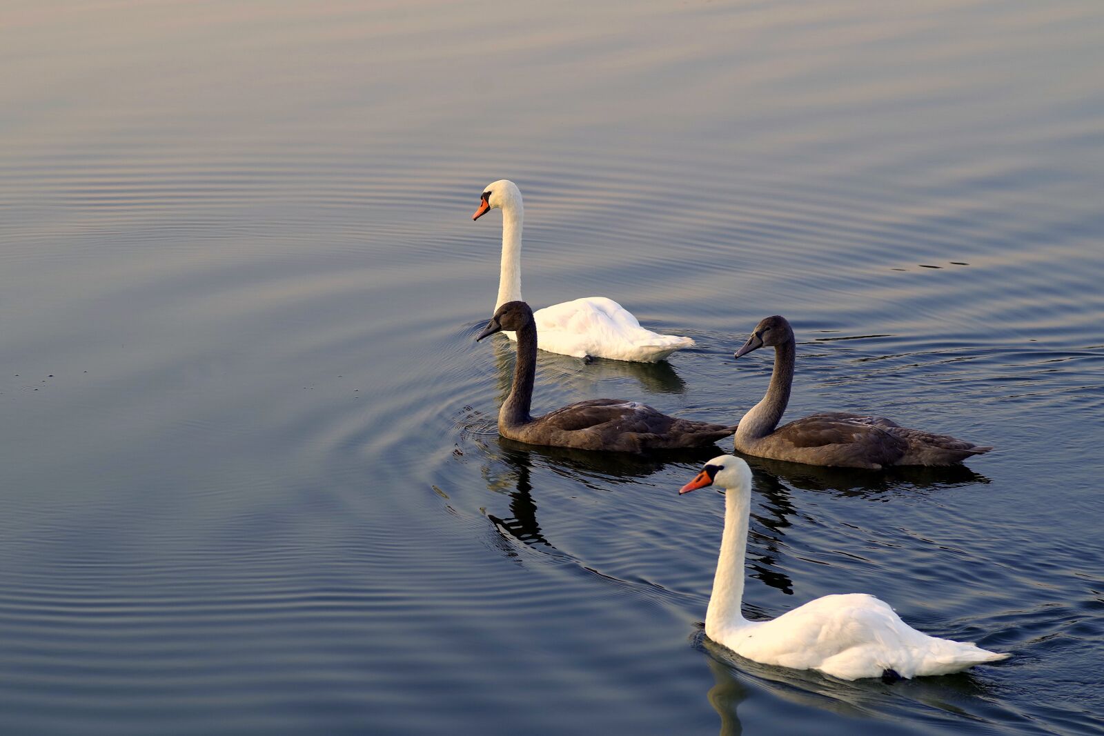 Pentax K-S2 sample photo. Swans, mature, young photography