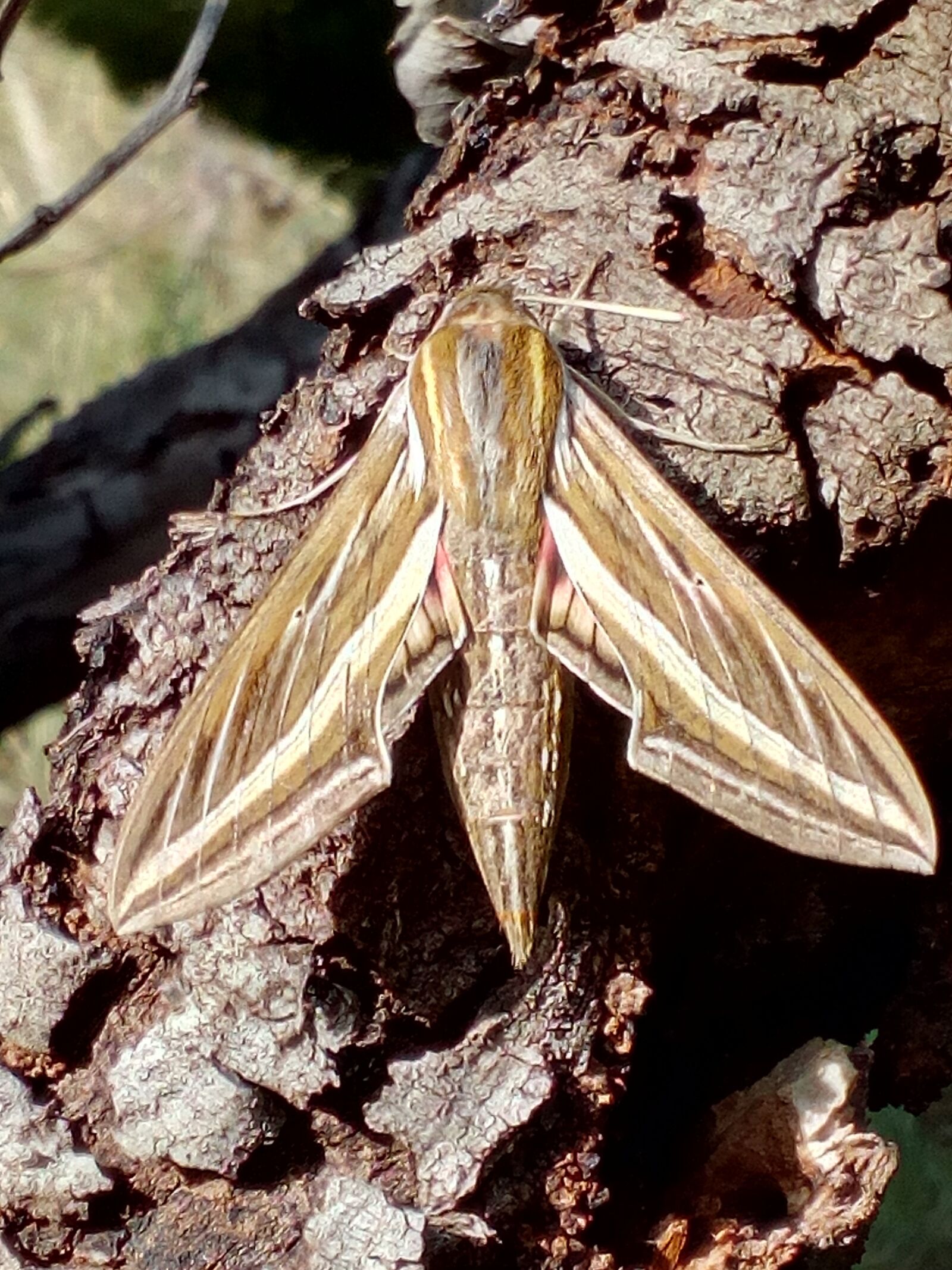 HUAWEI Y6 Elite sample photo. Moth, perth wa, insect photography