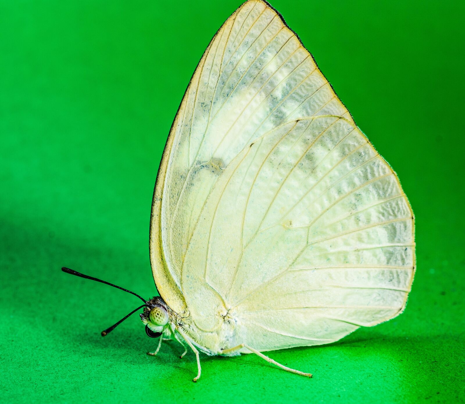 Nikon D5200 sample photo. Butterfly, insect photography