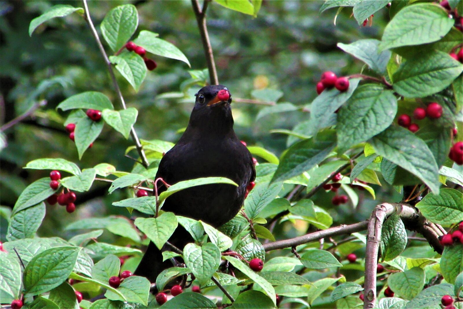 Canon PowerShot SX610 HS sample photo. Blackbird, berries, autumn photography