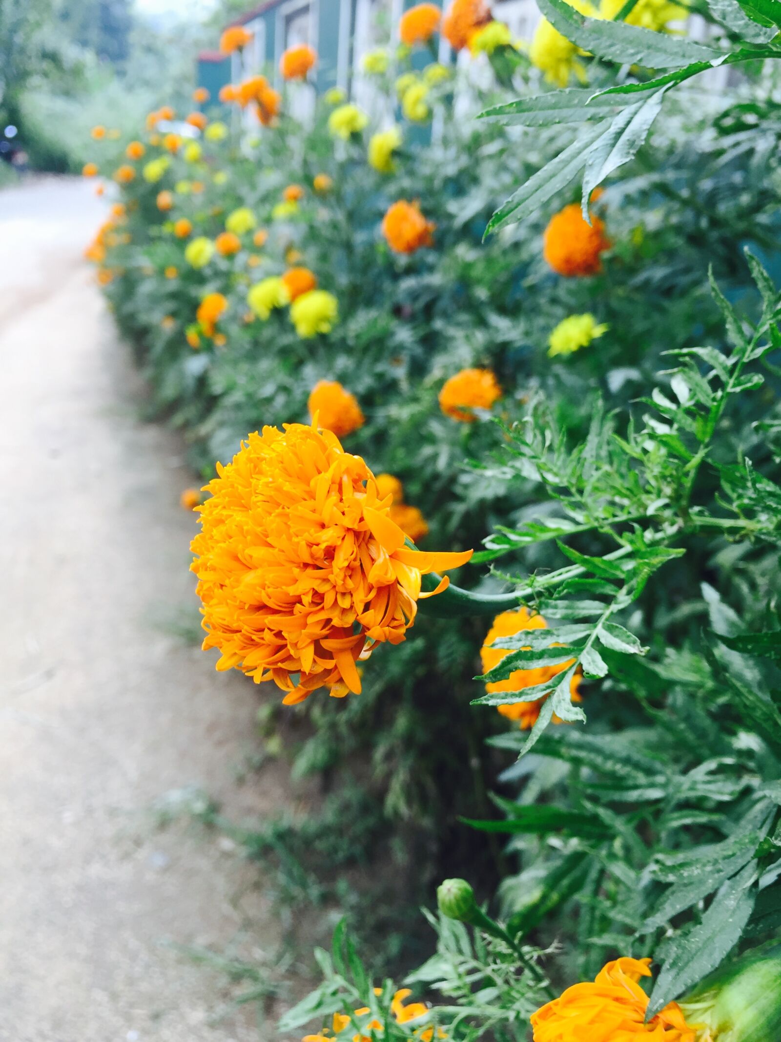 iPhone 6 Plus back camera 4.15mm f/2.2 sample photo. Flowers, at, my, house photography