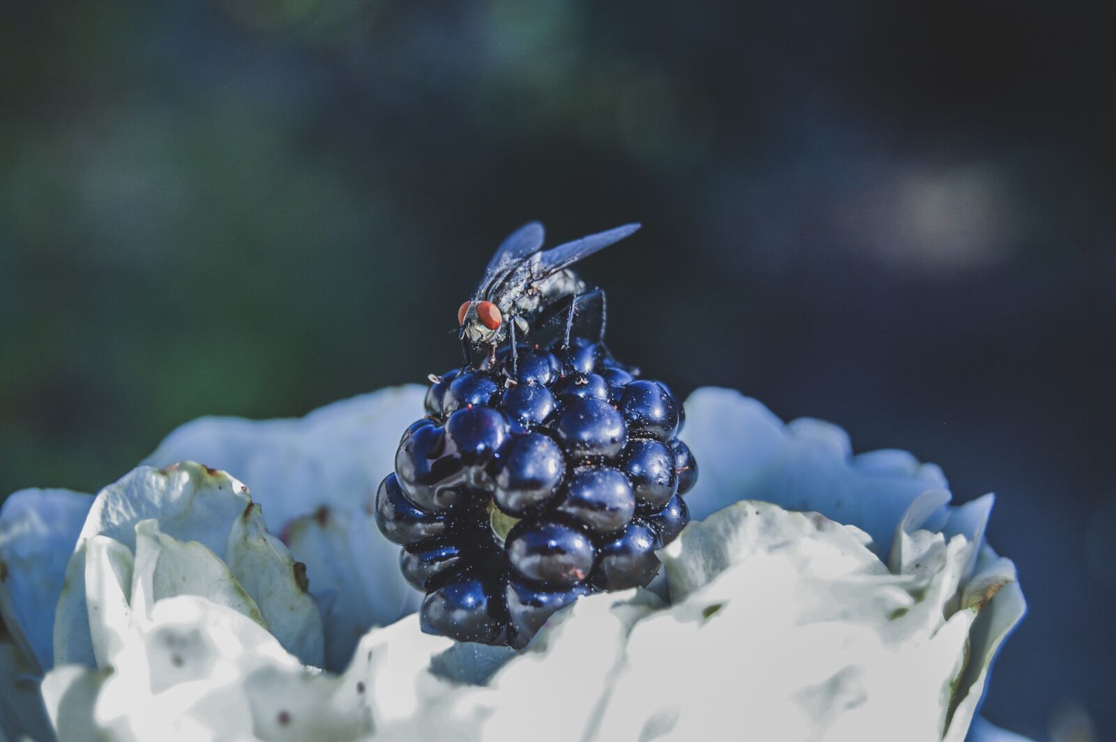 Nikon D40 sample photo. Nature, outdoors, no one photography