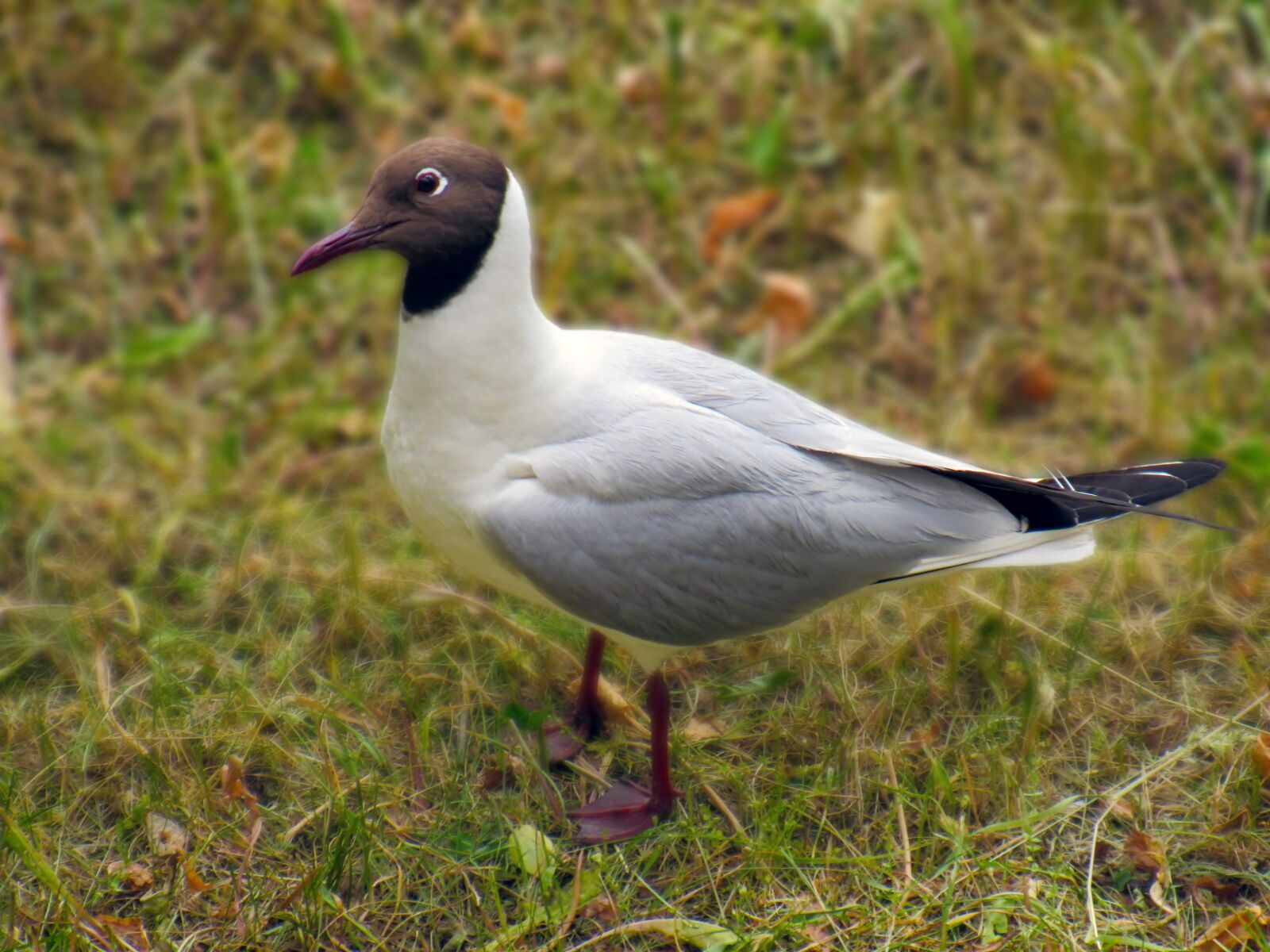 Canon PowerShot SX520 HS sample photo. Seagull, grass, walks photography