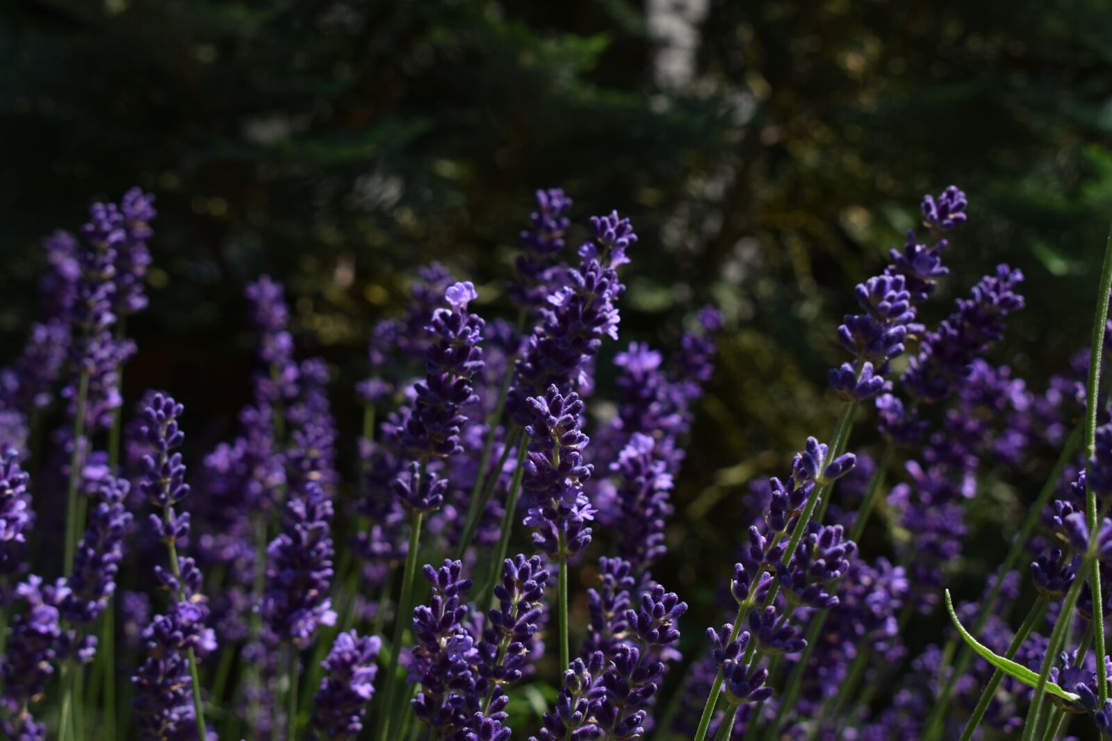 Nikon D5600 sample photo. Plants, nature, pink photography