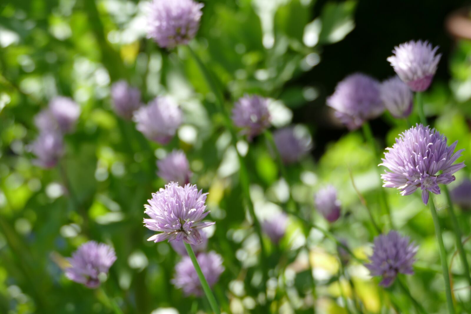 Panasonic Lumix DMC-FZ1000 sample photo. Flowers, chives, nature photography