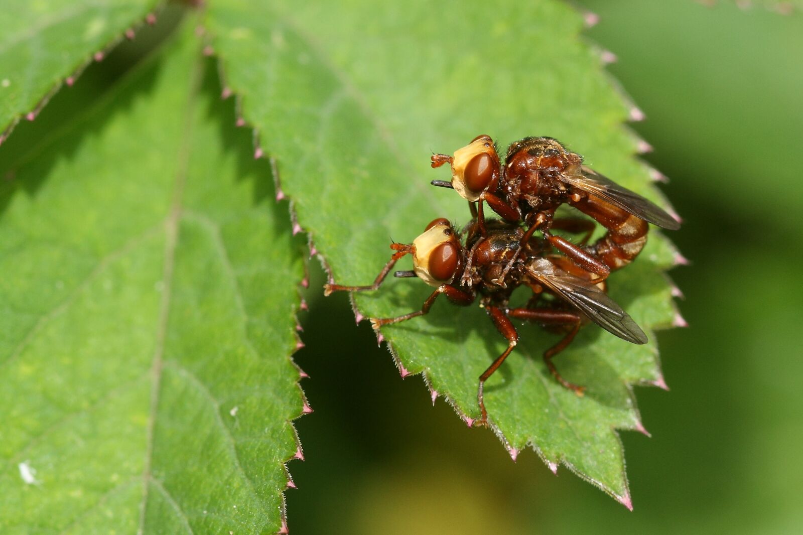 Canon EOS 450D (EOS Rebel XSi / EOS Kiss X2) sample photo. Fly, sicus ferruginous, coupling photography