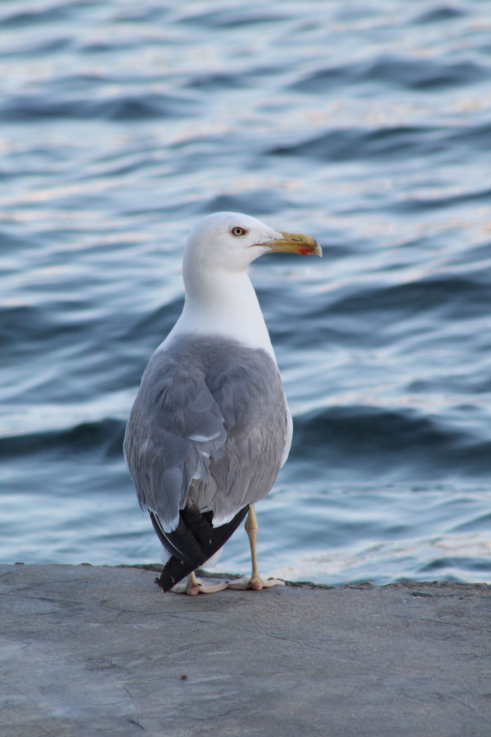 Canon EF75-300mm f/4-5.6 sample photo. Seagull, animal water bird photography