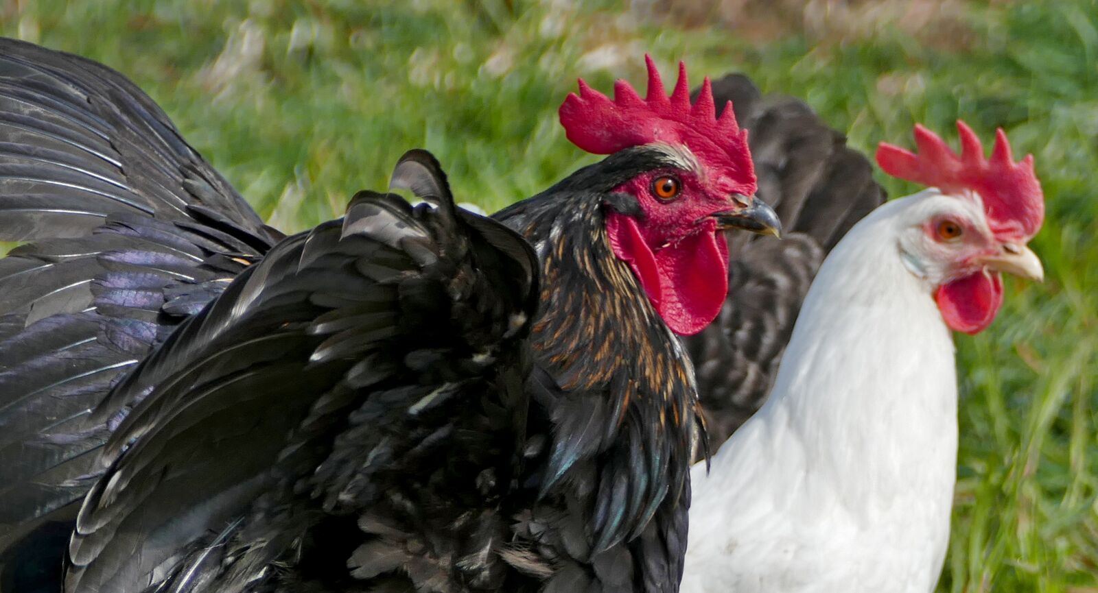 Panasonic Lumix DMC-FZ1000 sample photo. Agriculture, animal husbandry, poultry photography