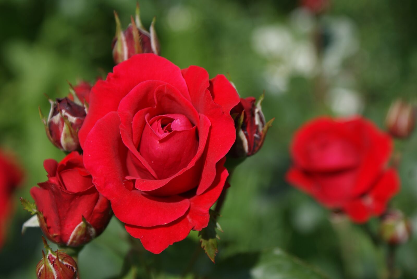 Sony Alpha DSLR-A200 sample photo. Supplies, flower, nature photography