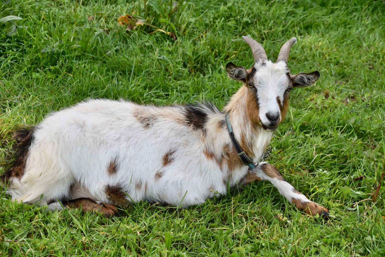 Nikon D5600 sample photo. Goat, goat horns, ruminants photography