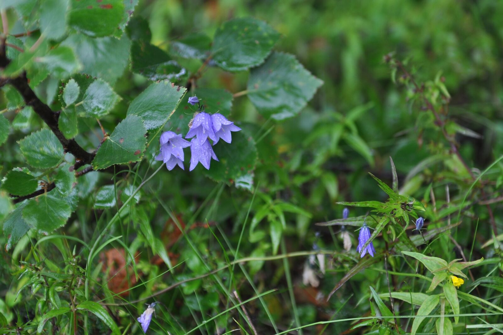 Nikon D90 sample photo. Grass, bells, nature photography