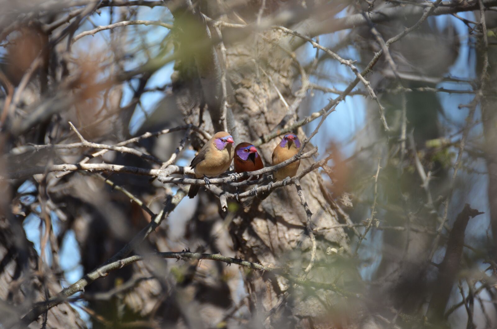 Nikon D5100 sample photo. Birds, nature, africa photography