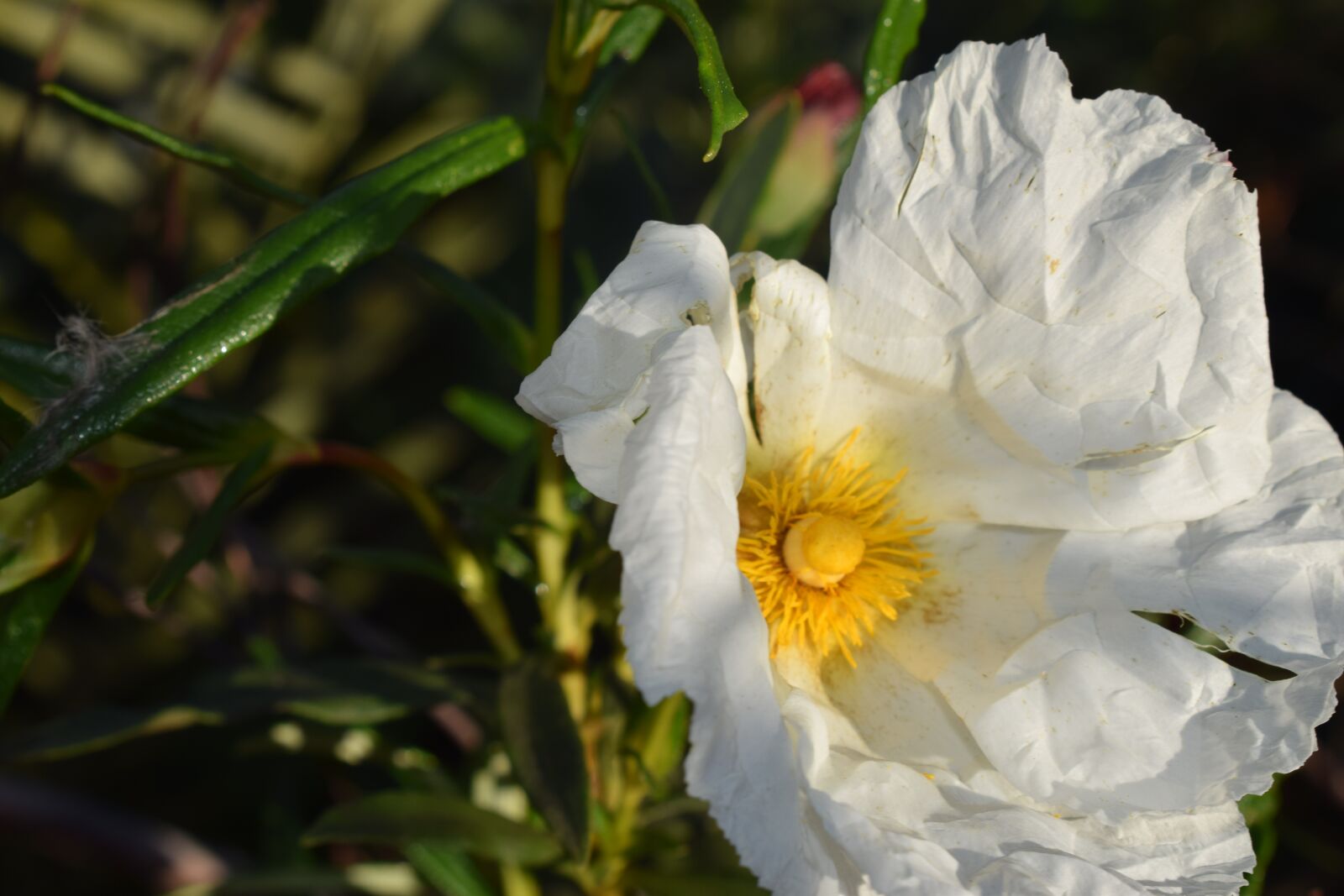 Nikon D3300 sample photo. Jara, extremadura, flower photography