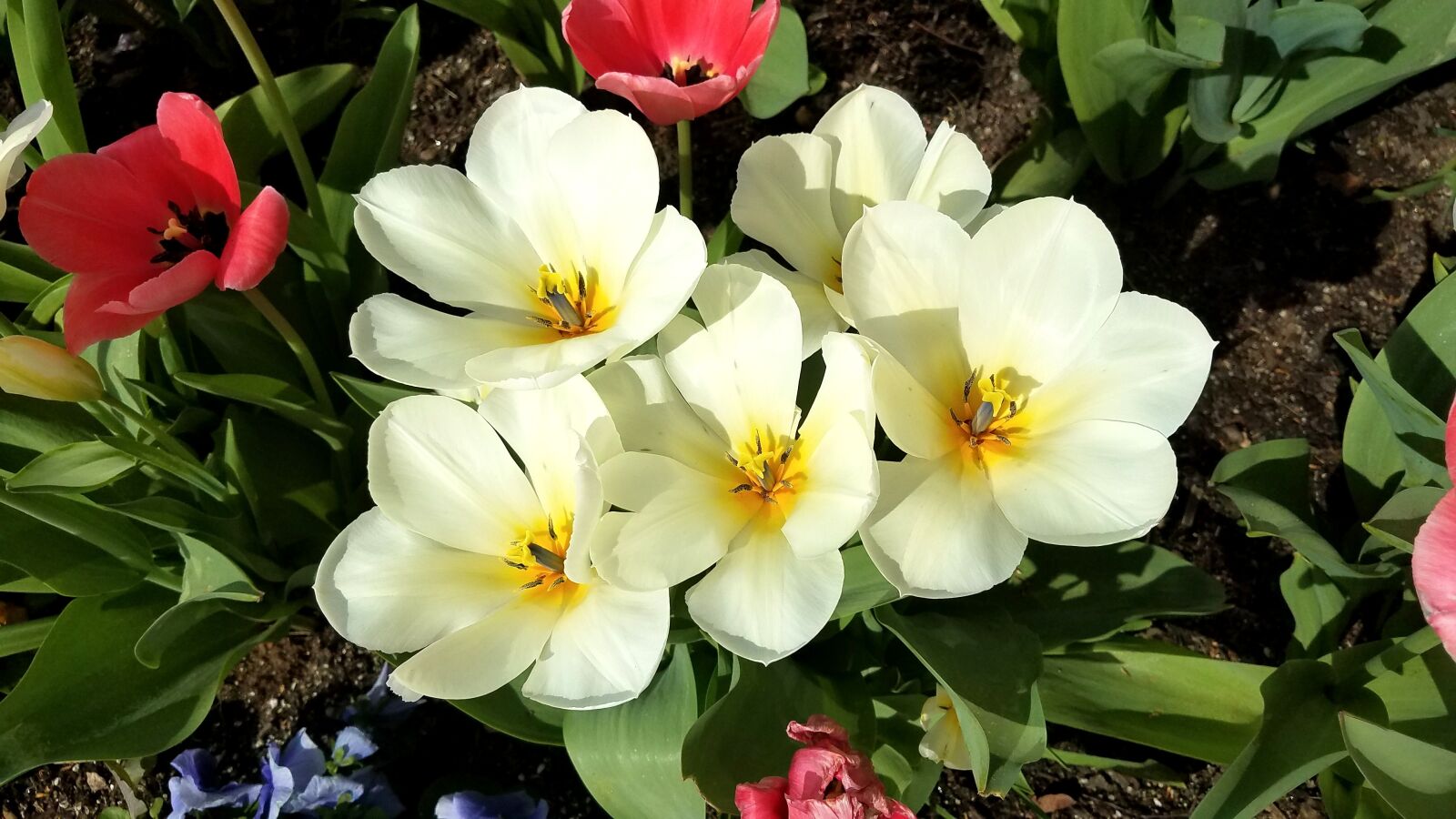 Samsung Galaxy S7 Edge sample photo. Flowers, spring, summer photography