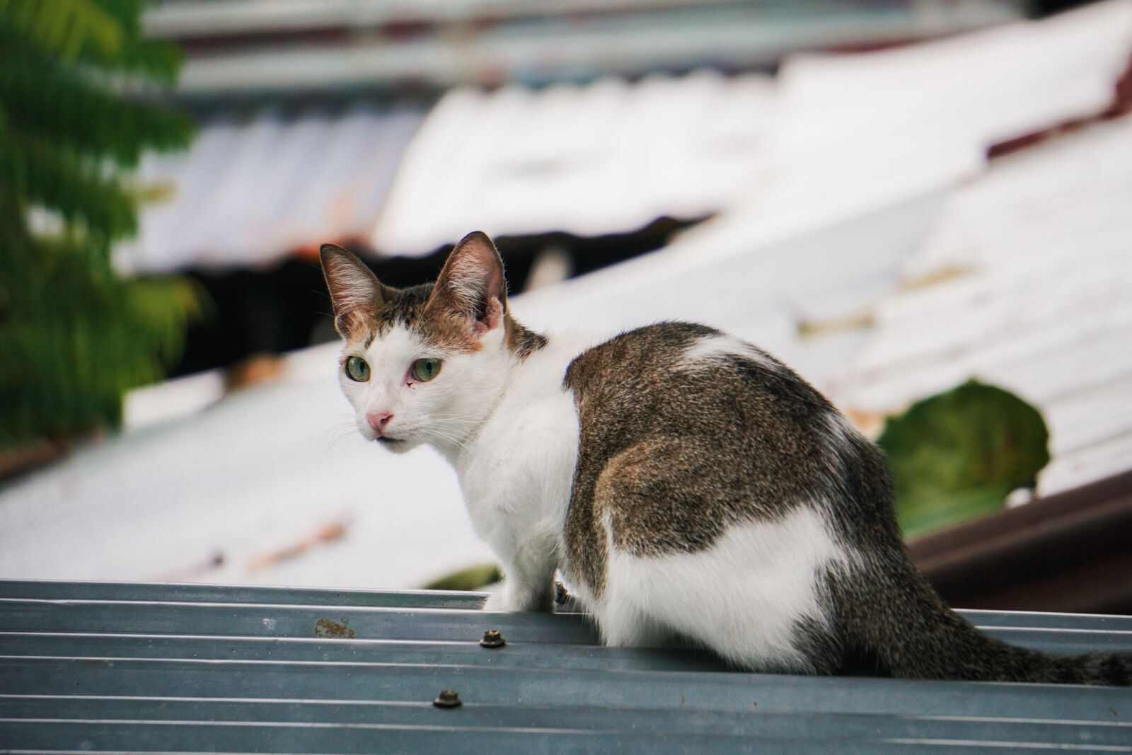 Sony ZV-E10 sample photo