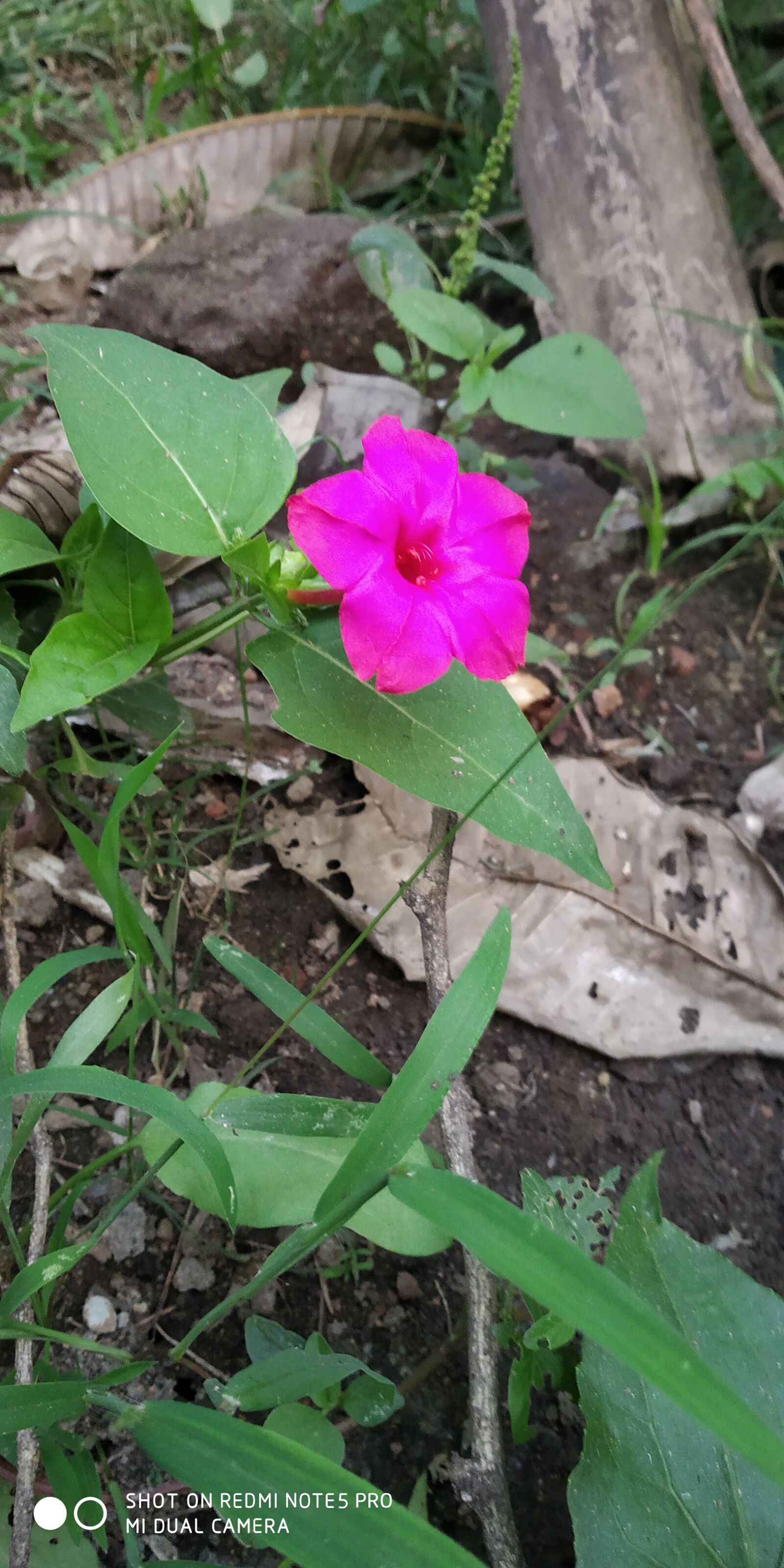 Xiaomi Redmi Note 5 Pro sample photo. Evening, bloom, flower photography