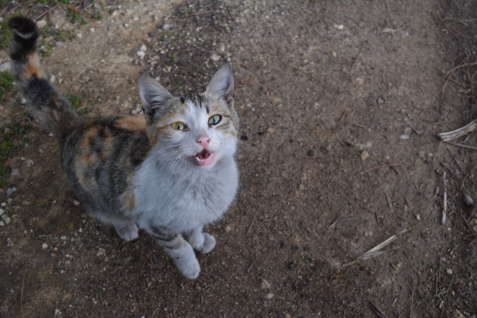 Nikon D5200 sample photo
