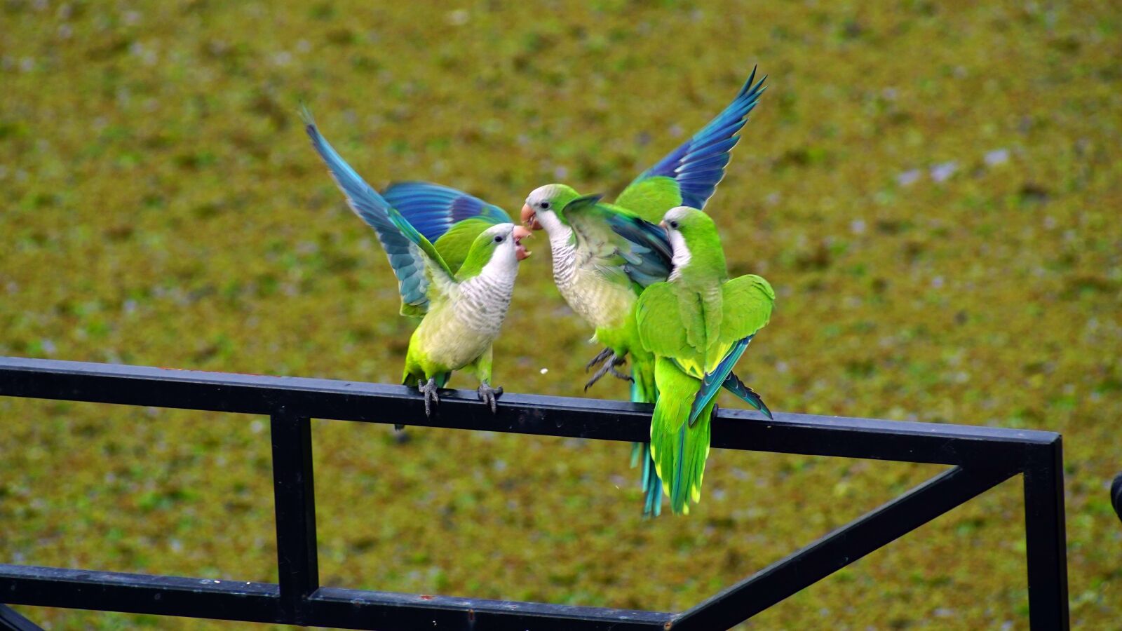 Sony ILCA-77M2 sample photo. Birds, parrots, green photography