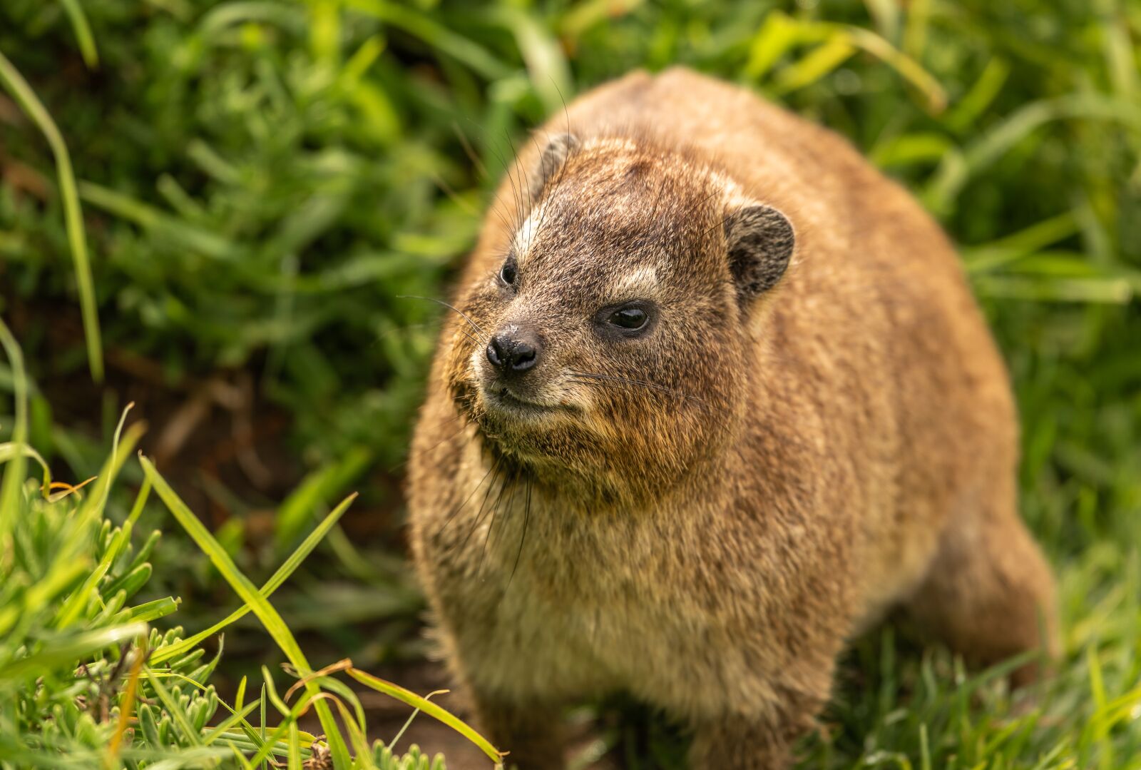 Nikon D750 sample photo. Hyrax, animal, africa photography