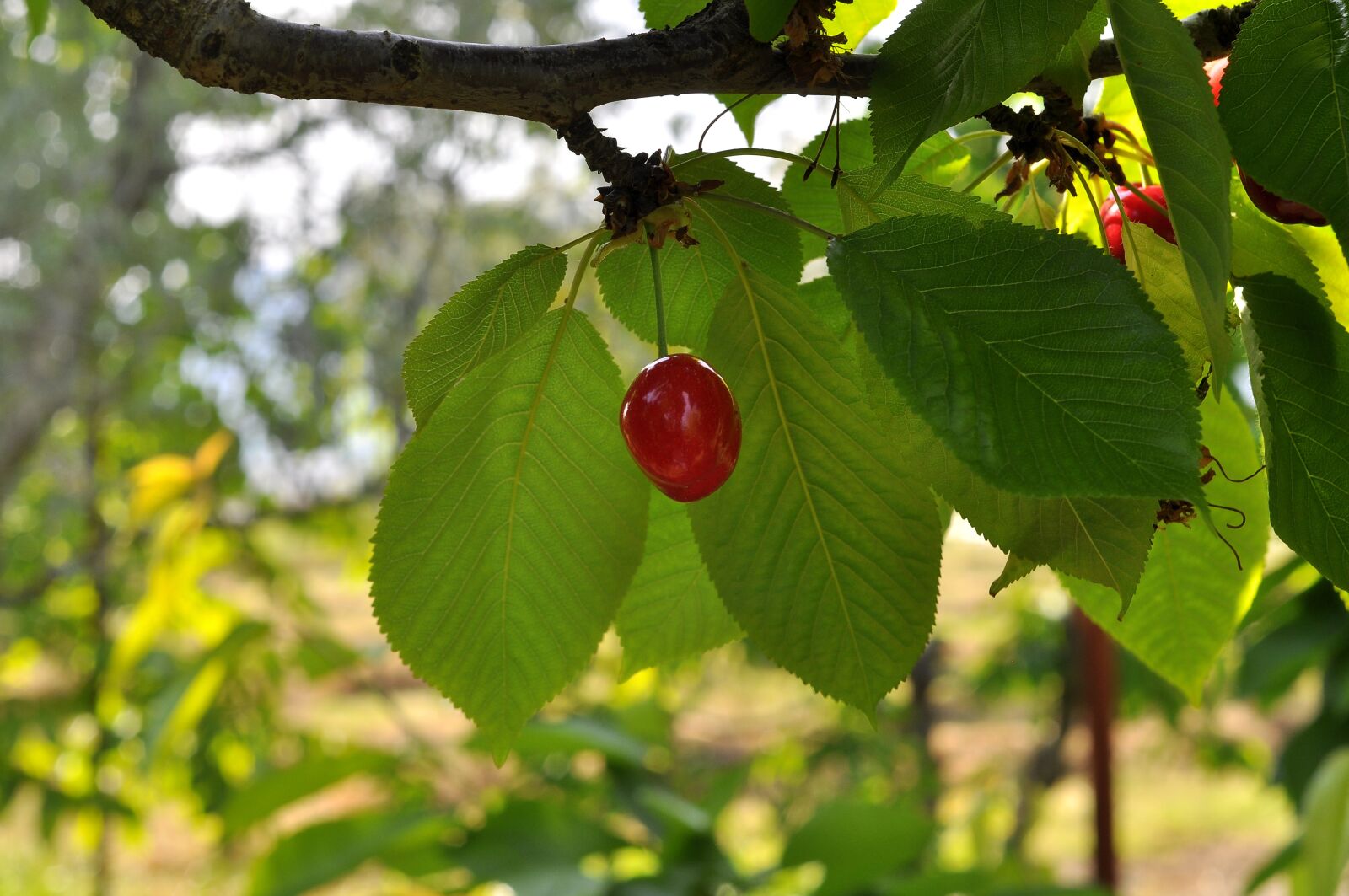 Nikon D90 sample photo. Nature, tree, cherry photography