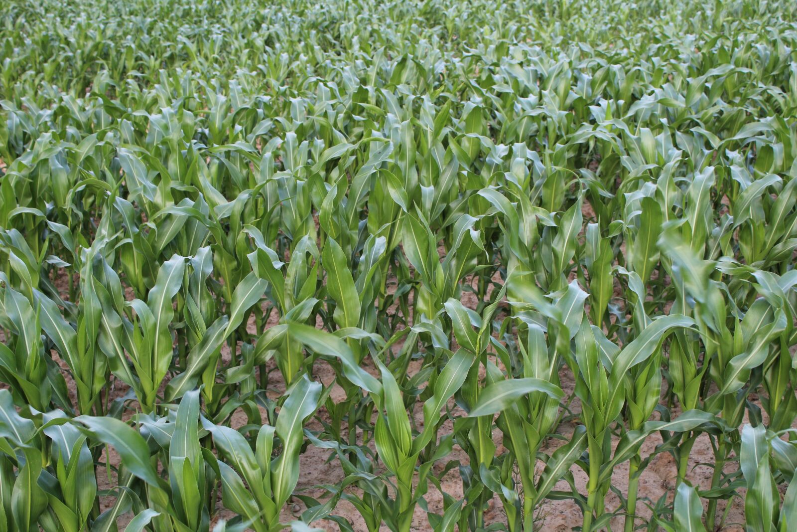 Canon EOS 1300D (EOS Rebel T6 / EOS Kiss X80) sample photo. Field, corn, a field photography