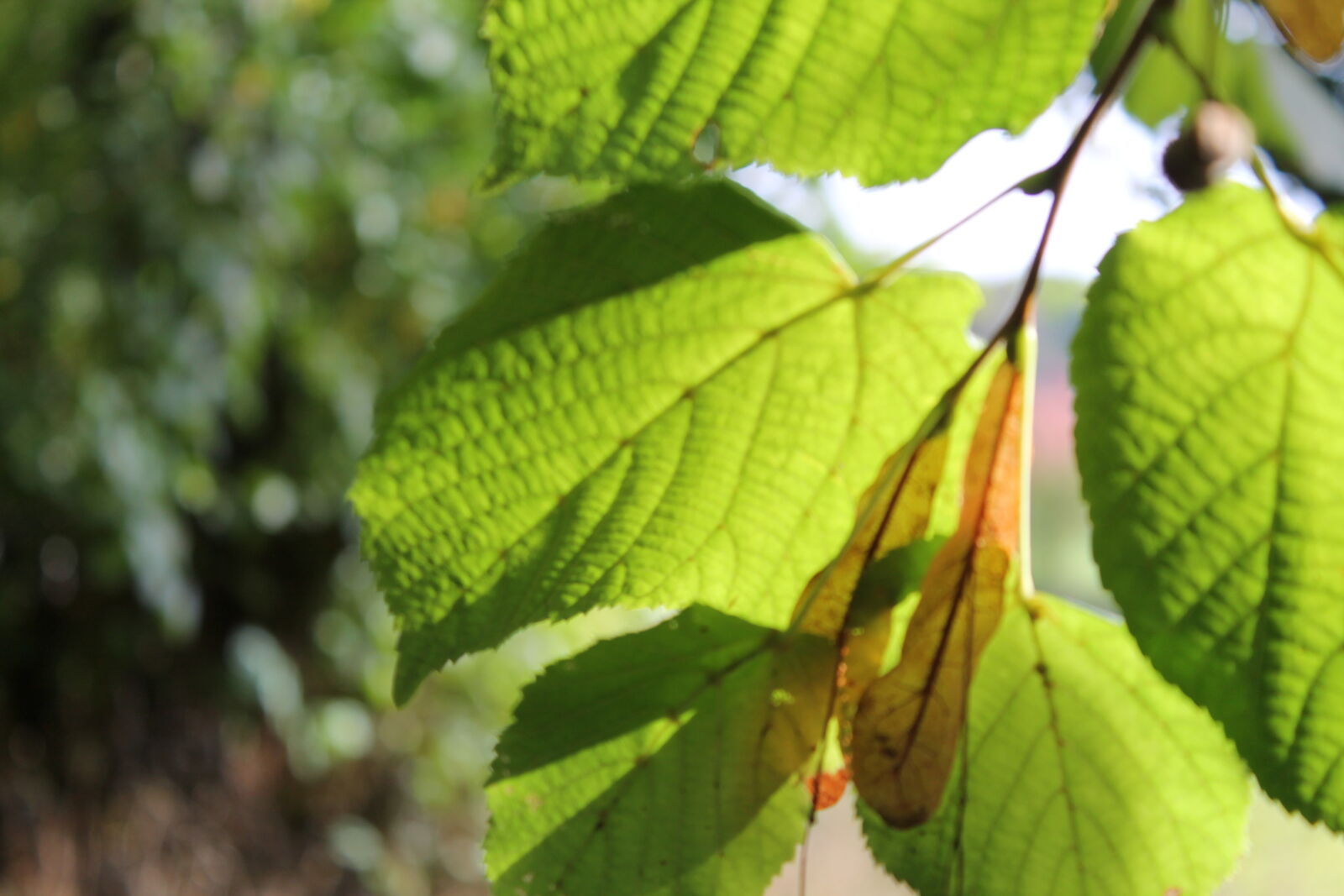Canon EOS 1100D (EOS Rebel T3 / EOS Kiss X50) sample photo. Green, leaf, macro, sunny photography