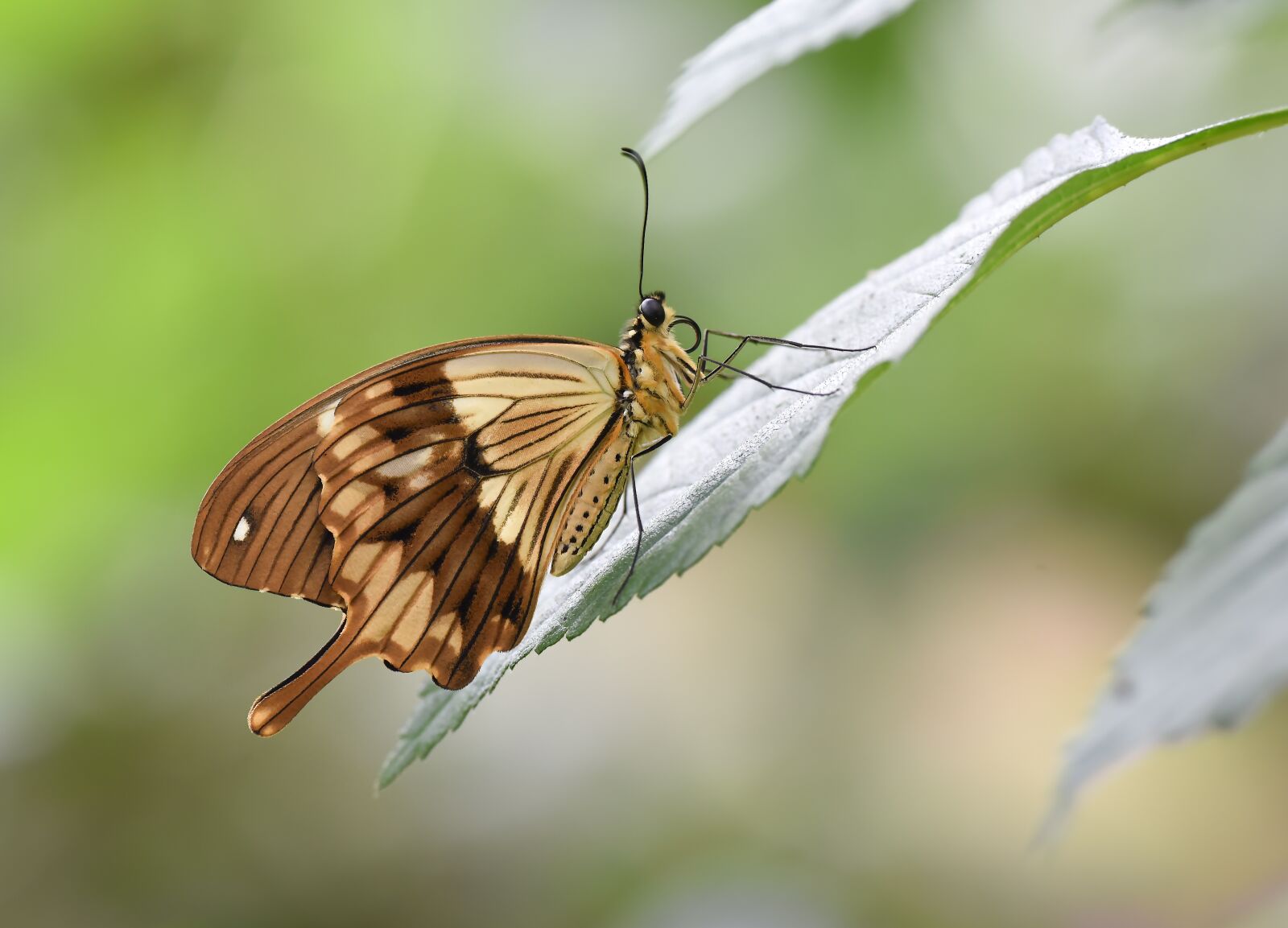 Nikon D810 sample photo. Kelebek, butterfly, doğa photography