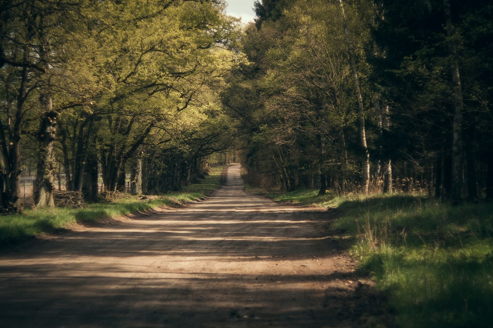 Canon EOS 450D (EOS Rebel XSi / EOS Kiss X2) sample photo. Way, forest, gravel photography