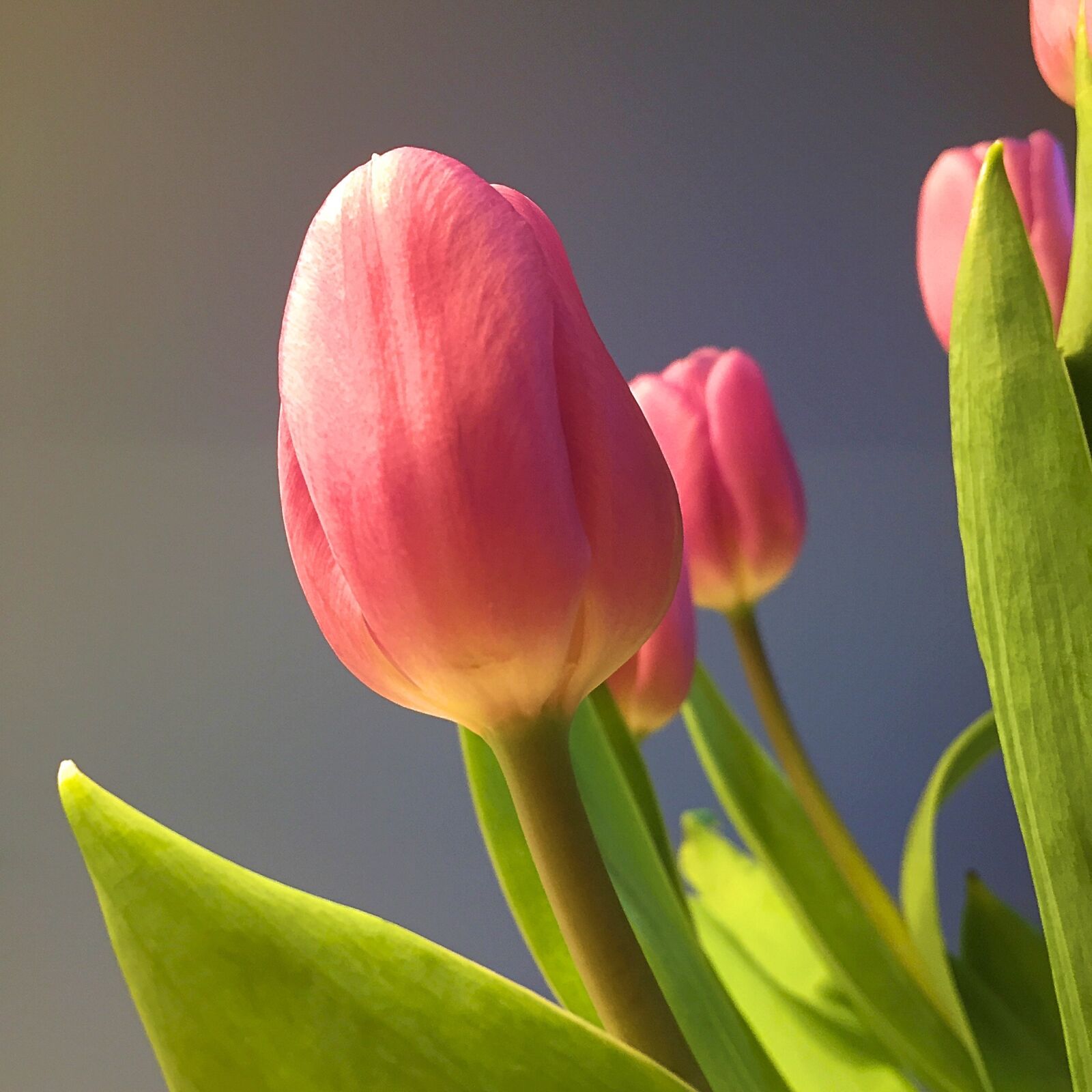 Apple iPhone 6 sample photo. Spring, tulip, flower photography