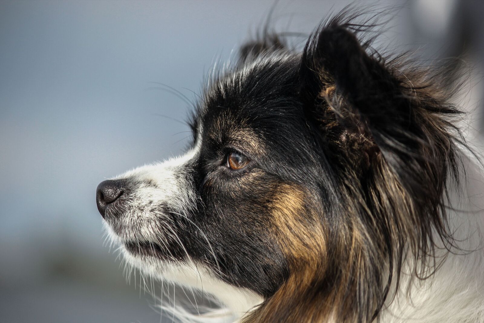 Canon EF-S 55-250mm F4-5.6 IS sample photo. View, papillon, dog photography