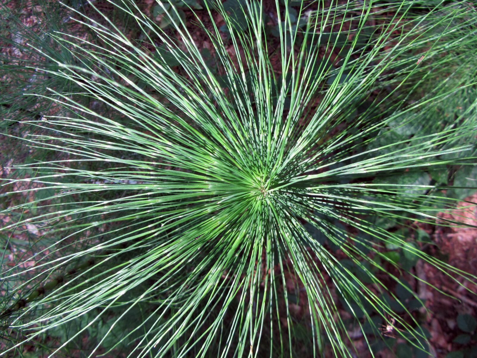 Canon PowerShot SX230 HS sample photo. Horsetail, floral, structure photography