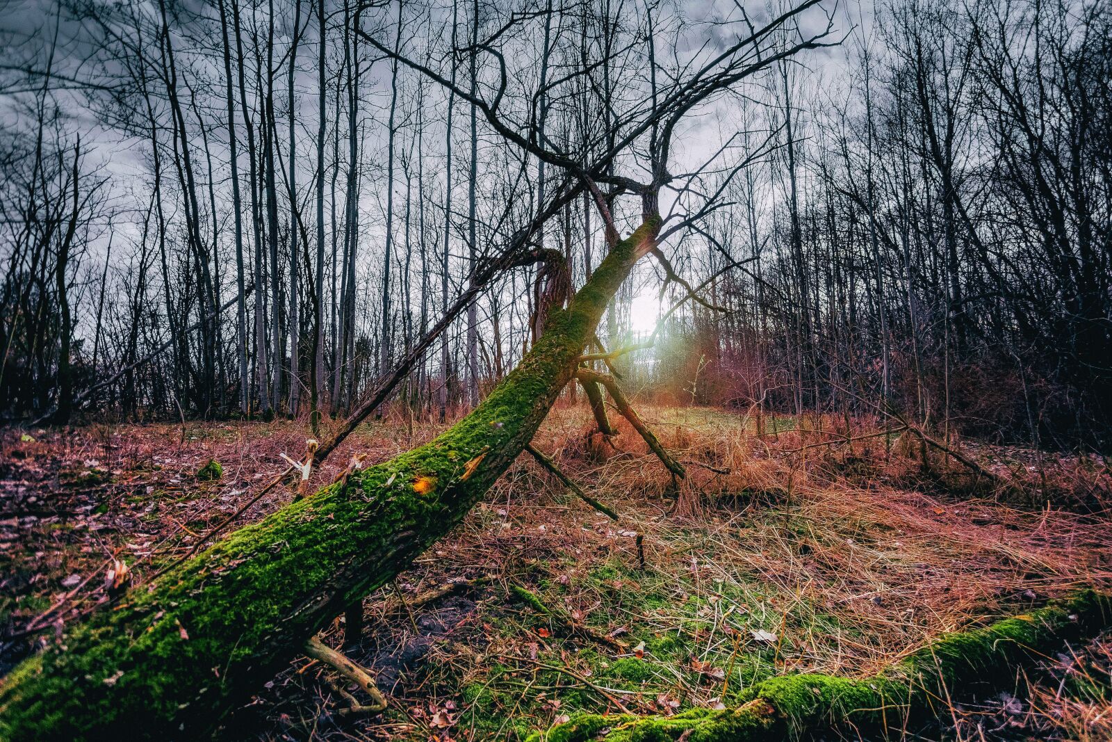 Canon EOS 6D + Canon EF 17-40mm F4L USM sample photo. Early spring, forest, nature photography