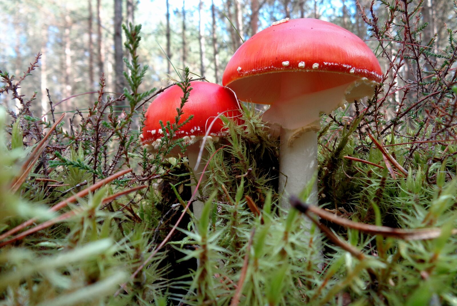 Sony Cyber-shot DSC-W830 sample photo. Mushrooms, mushroom, forest photography