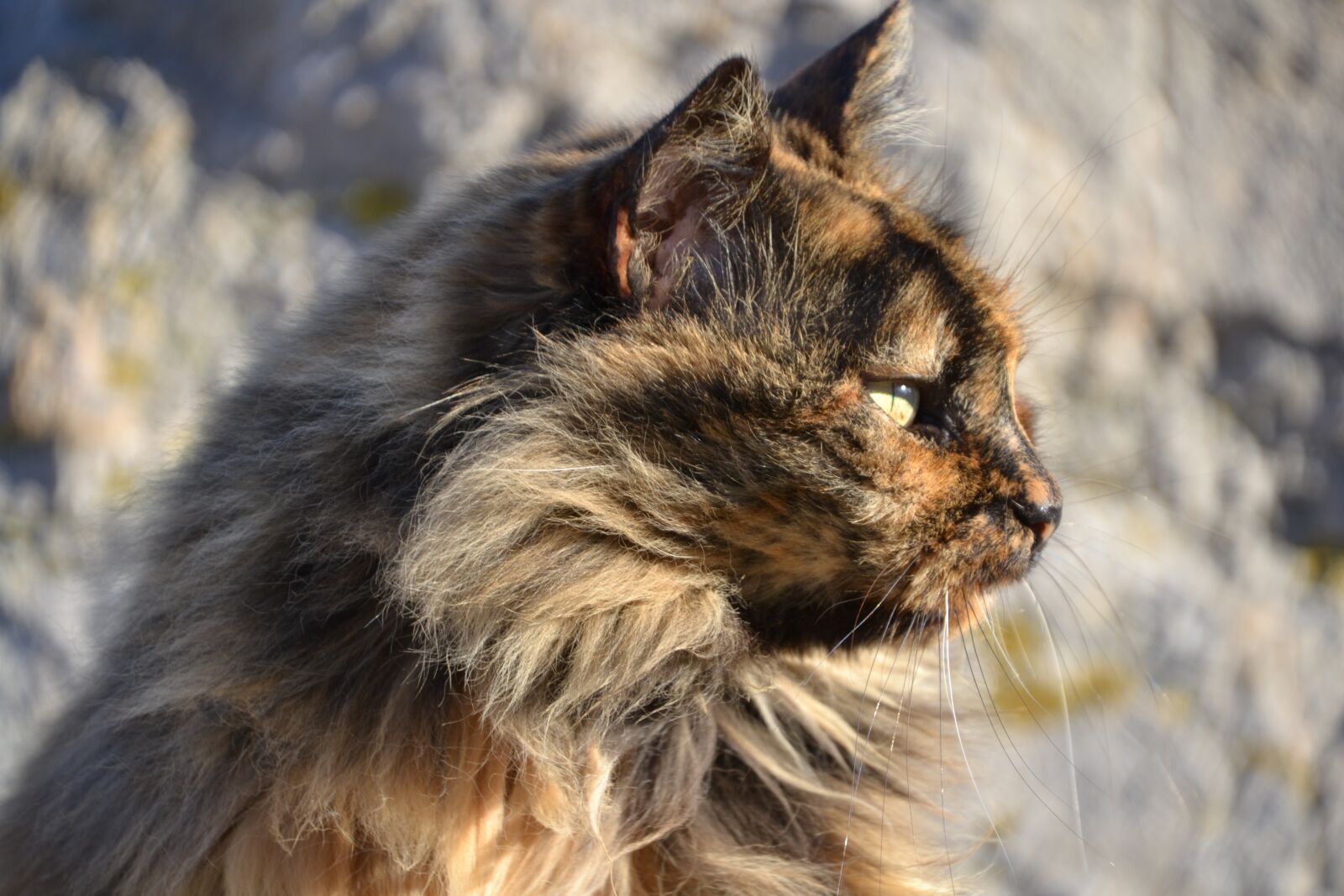 Nikon D3100 sample photo. Cat, tortoise shell, view photography
