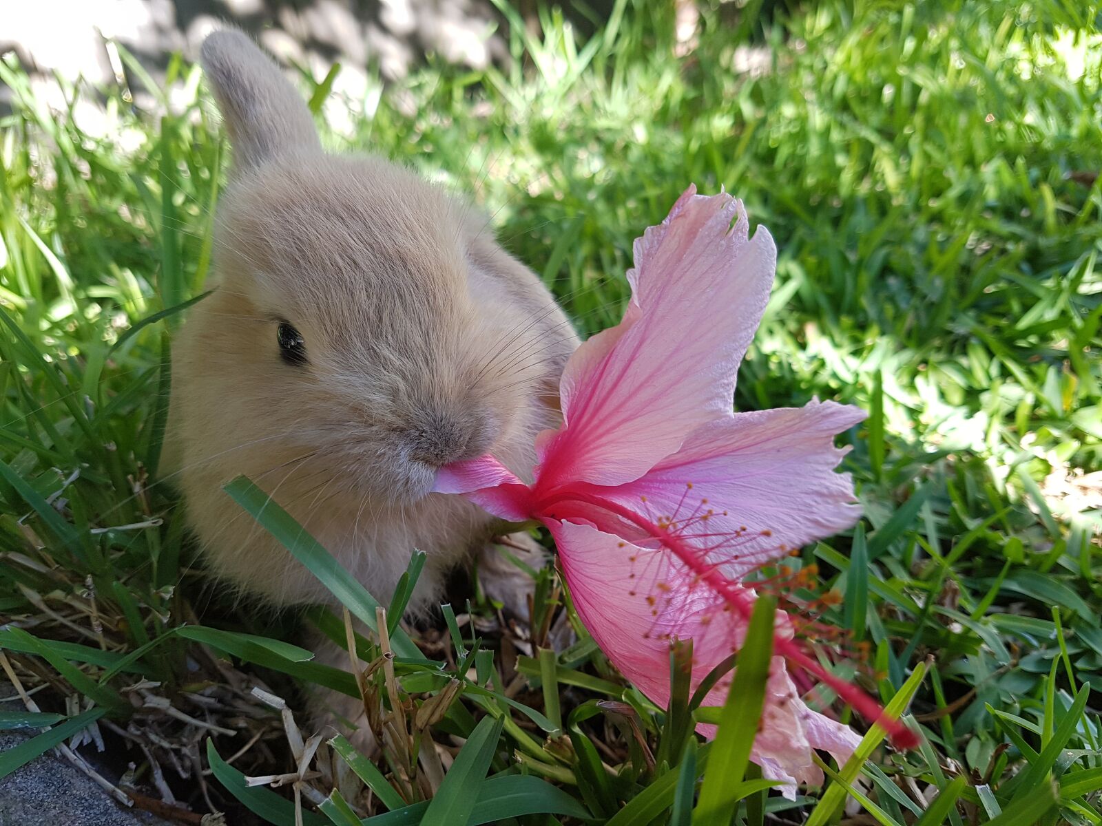 Samsung SM-G930F sample photo. Rabbit, baby rabbit, sydney photography