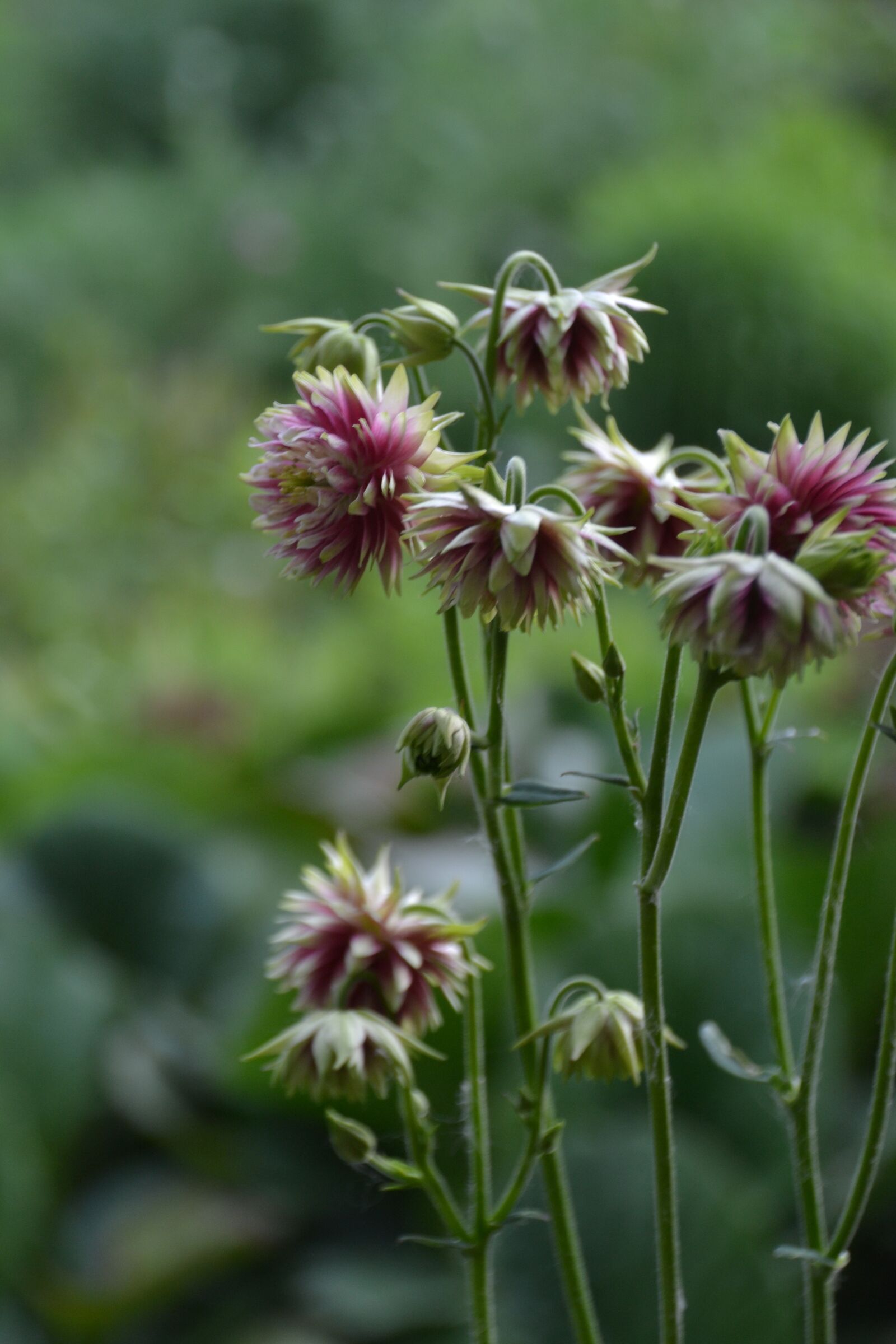 Nikon D3100 sample photo. Flower, plant, garden photography