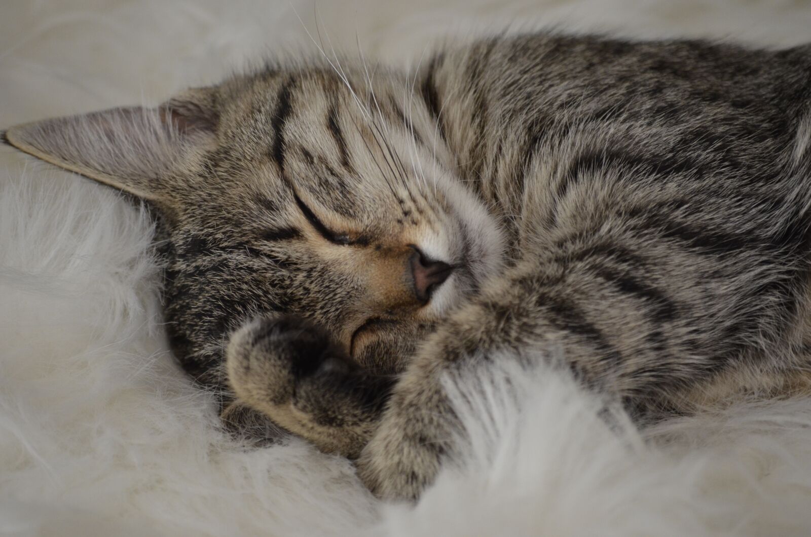 Nikon D5100 sample photo. Cat, tiger, sleep photography
