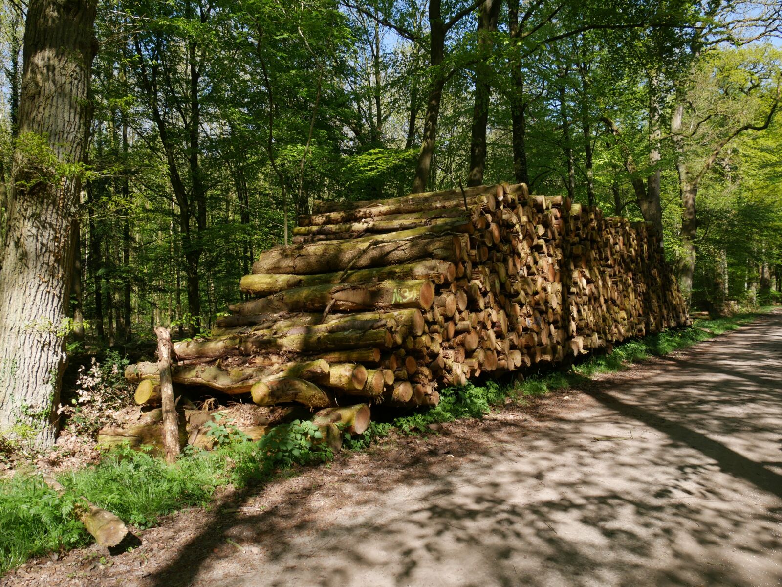 Panasonic DMC-G70 sample photo. Nature, wood, tree photography