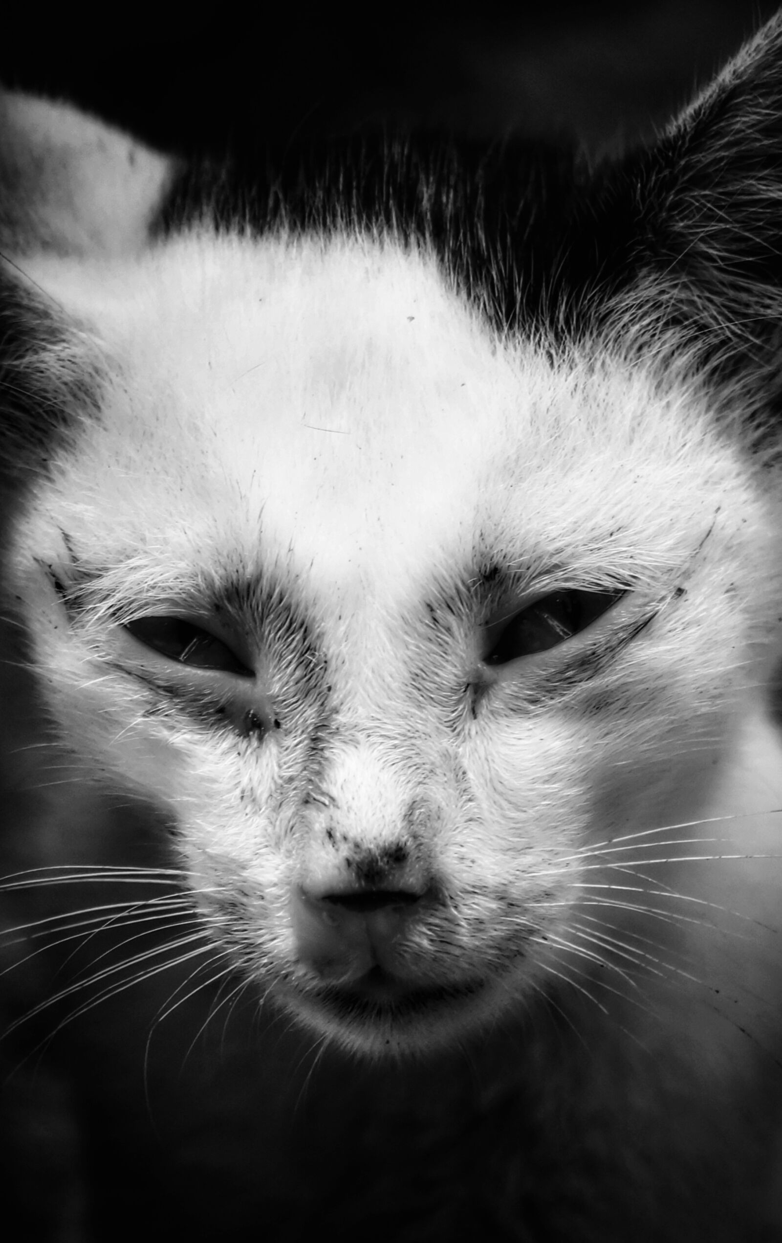 Sony Alpha a3500 sample photo. Cat, mammal, portrait photography