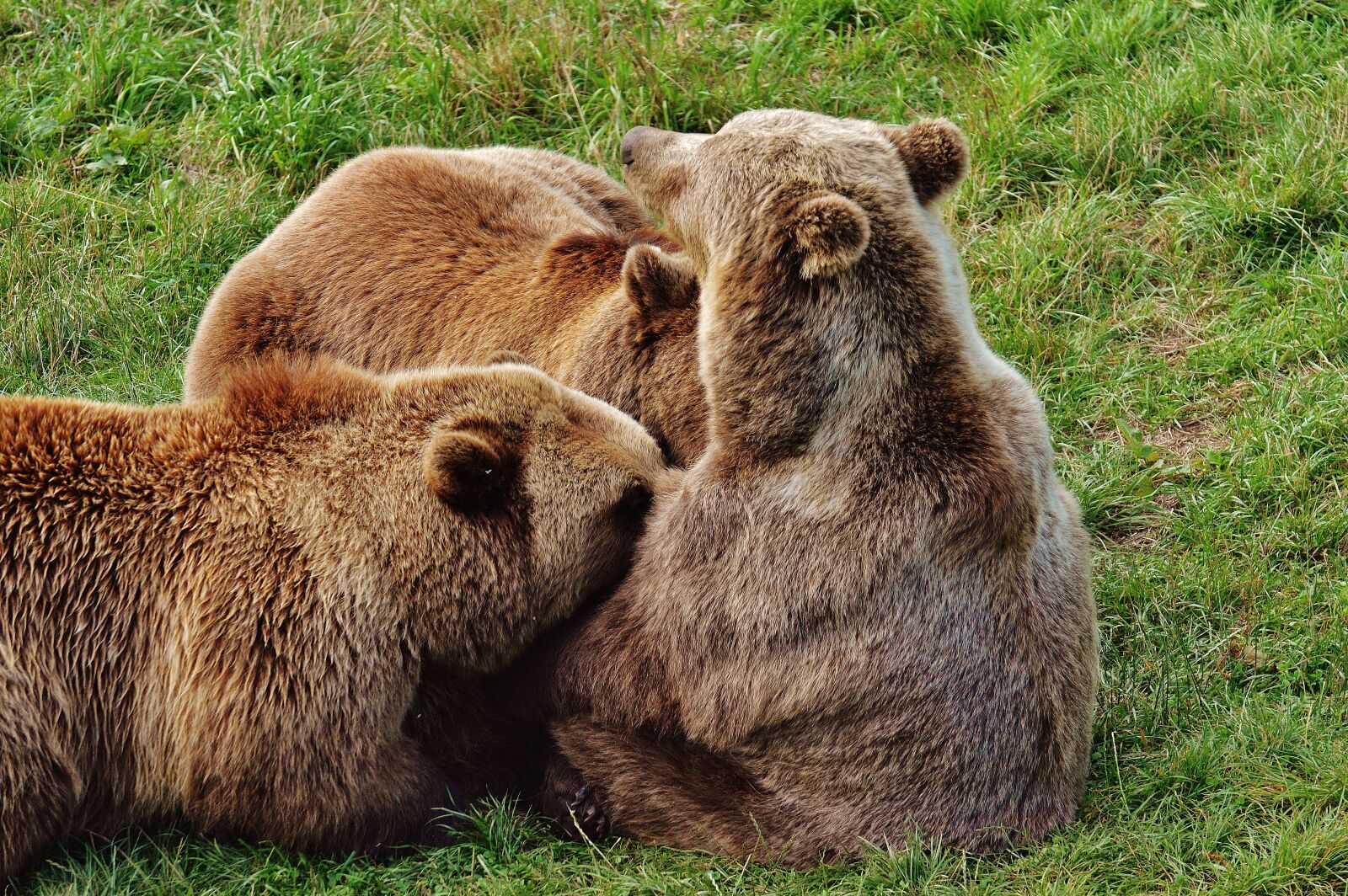 Nikon D3200 sample photo. European brown bear, suckle photography