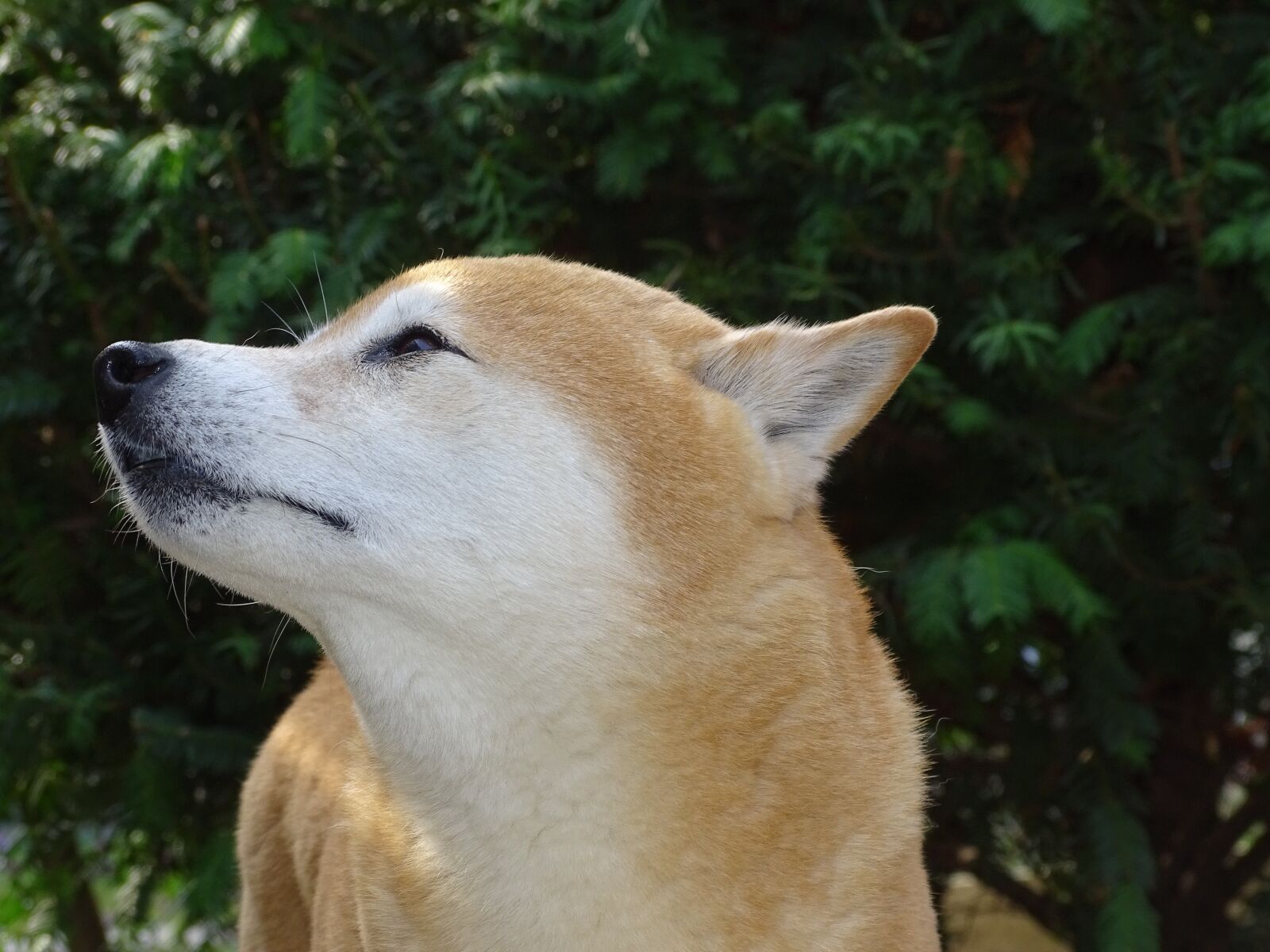 Sony Cyber-shot DSC-HX400V sample photo. Dog, dog head, pet photography