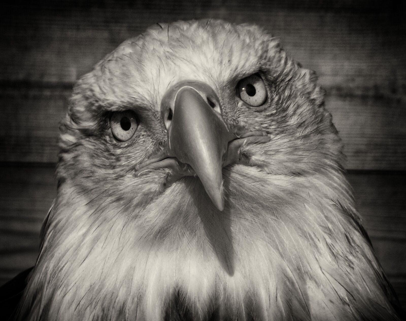 FujiFilm FinePix S2950 (FinePix S2990) sample photo. Raptor, portrait, eagle photography