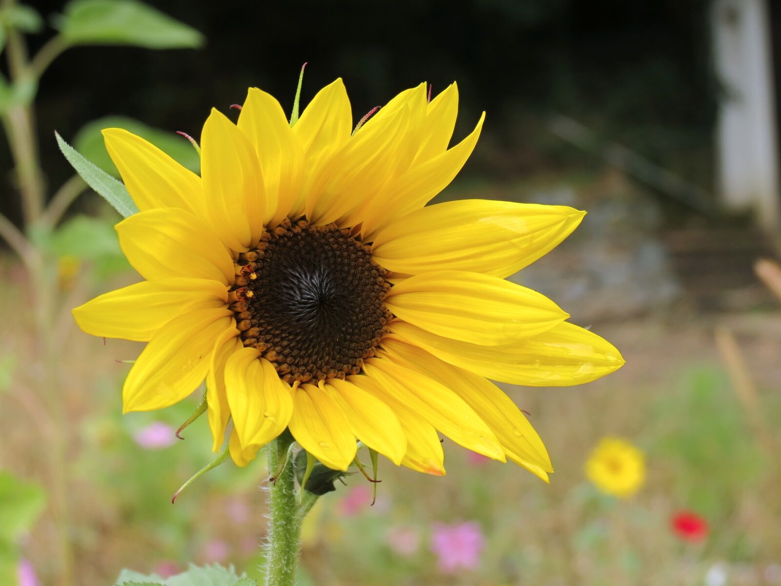 Canon PowerShot SX40 HS sample photo. Sunflower, flower, yellow photography