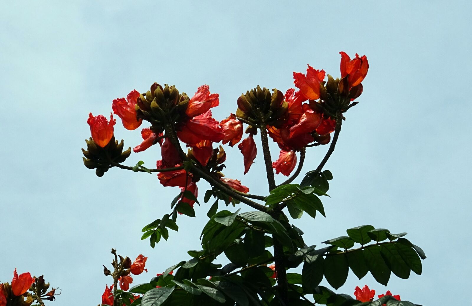 Sony DSC-HX60V sample photo. Flower, spathodea, plant photography