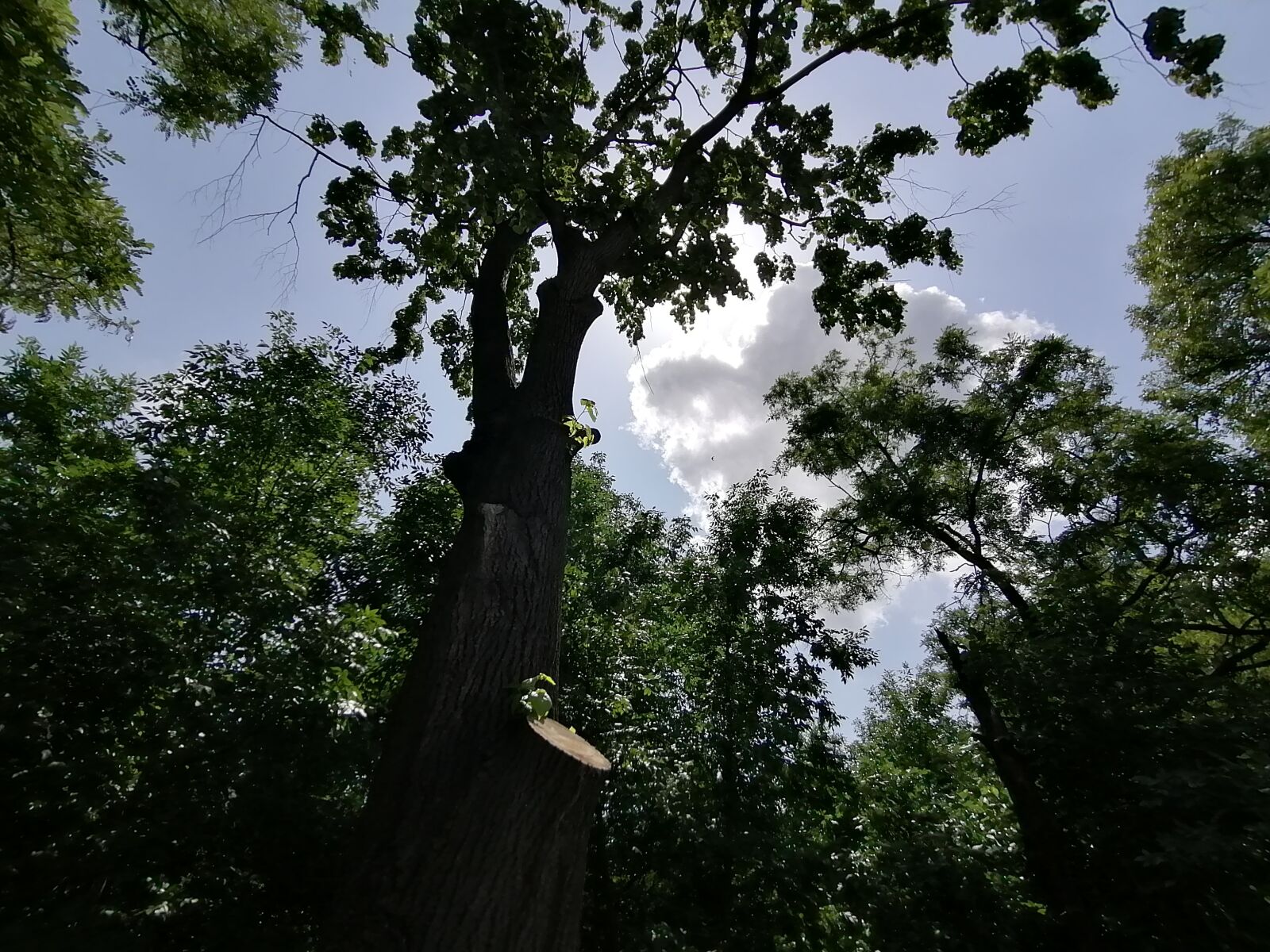 HUAWEI P30 LITE sample photo. Forest, sky, tree photography