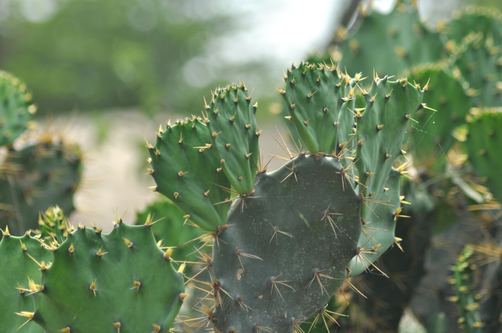 Nikon D90 sample photo. Cactus, leaf, plant, herb photography