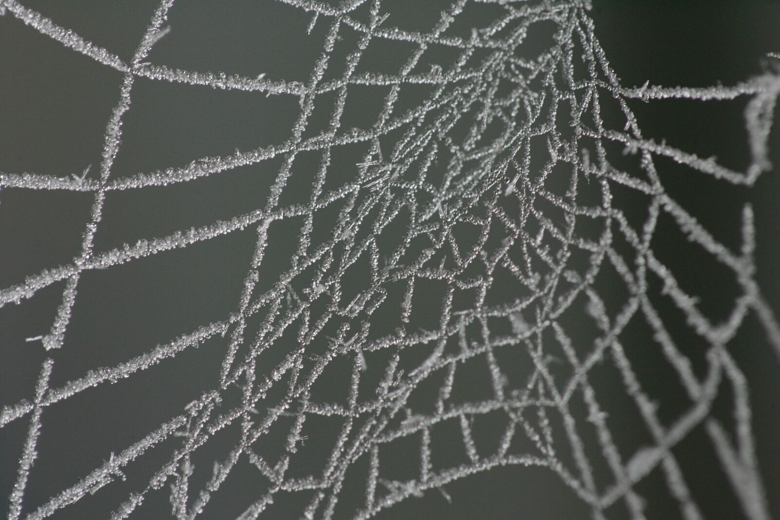Canon EOS-1D Mark II sample photo. Spin, spider web, web photography